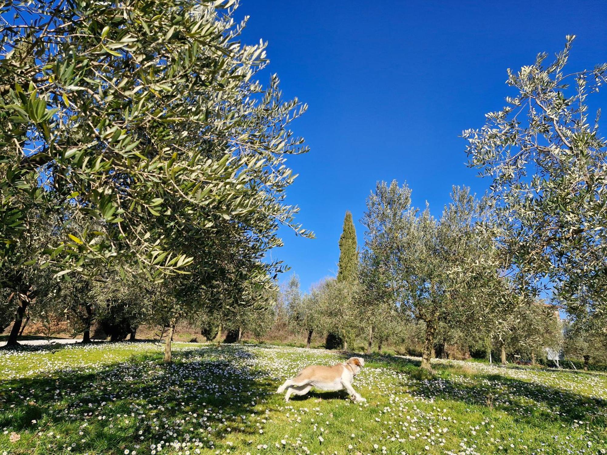 Agriturismo Val Della Pieve 安吉亚里 外观 照片