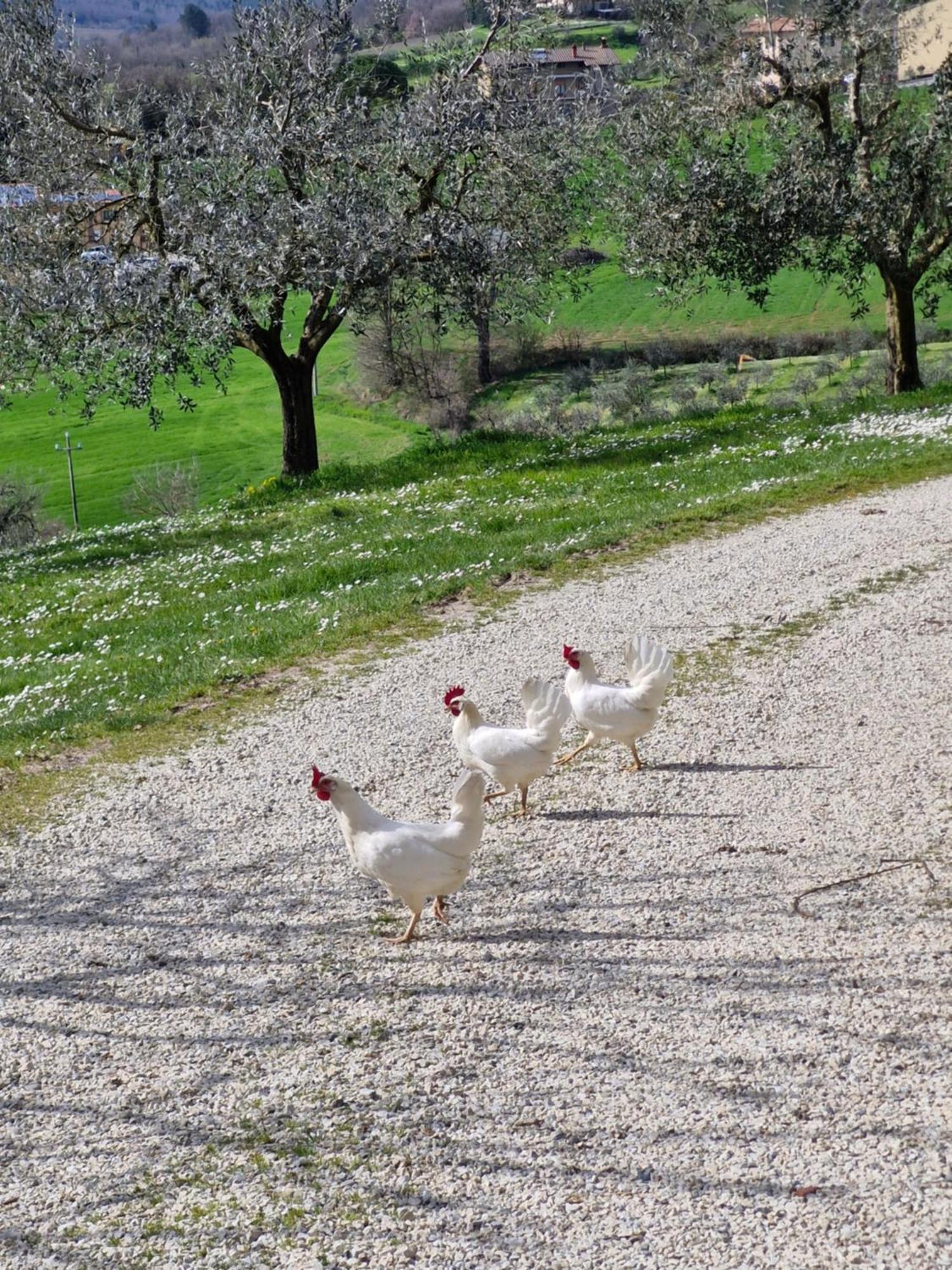 Agriturismo Val Della Pieve 安吉亚里 外观 照片